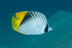 BD-131212-Marsa-Alam-1349-Chaetodon-auriga.-Forsskål.-1775-[Threadfin-butterflyfish.-Flaggfisk].jpg